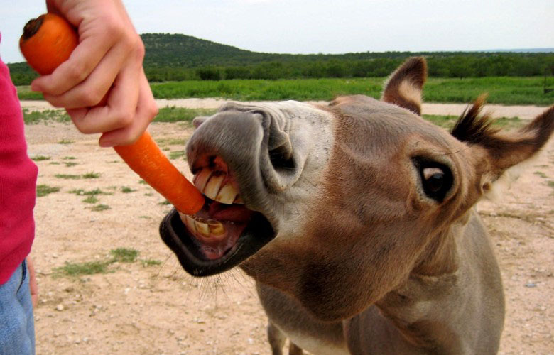 Carrot-and-stick_Clay-Junell_flickr-cc 780x500 Staff motivation - carrots and sticks don't work
